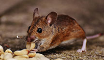 24 Hour & Emergency Exterminators in Oldwick, NJ